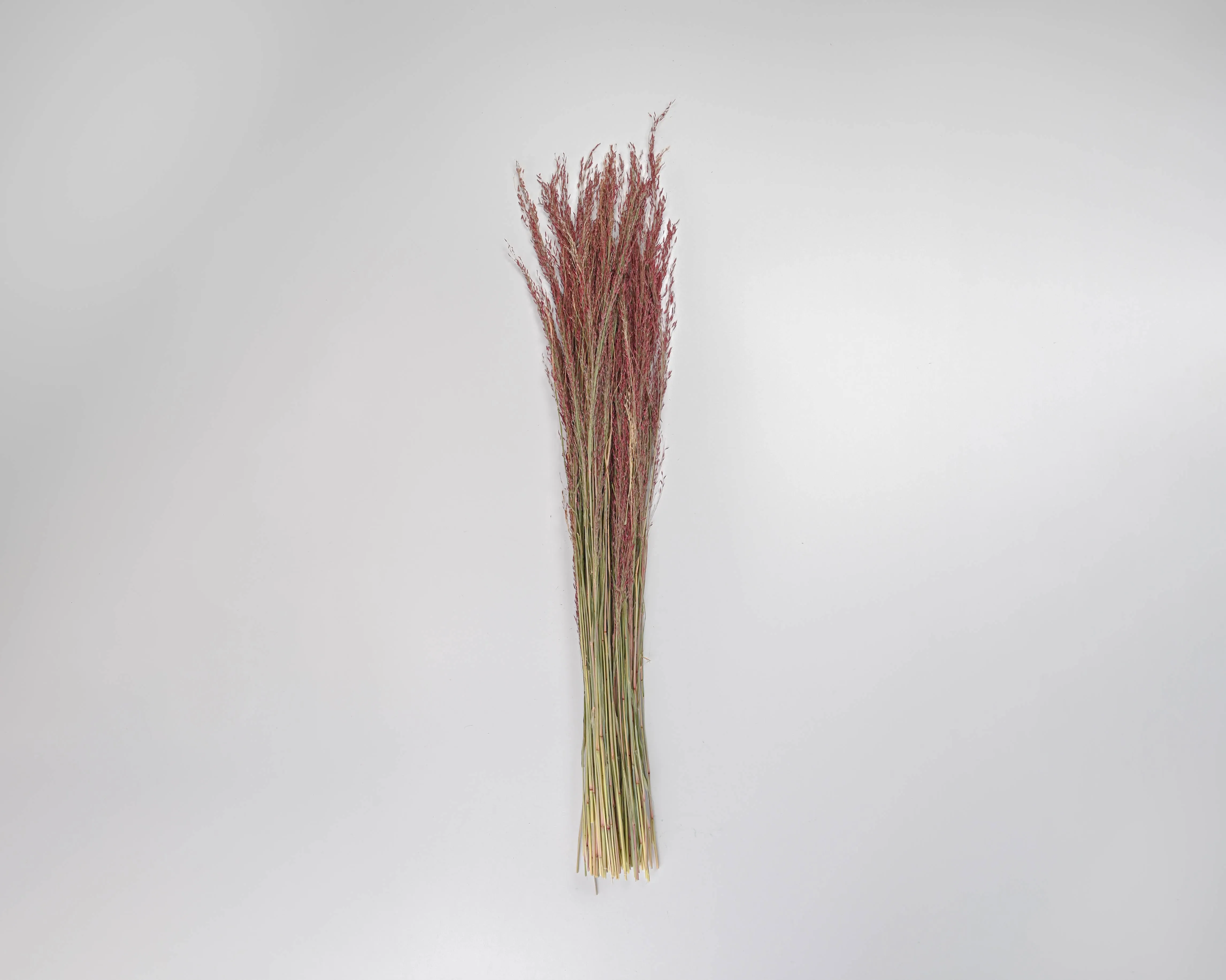 Dried Ruby Red Silk Grass